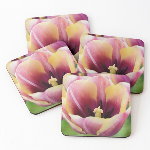 Item preview, Tulipa  'Atlantis'   Single Late Tulip  designed and sold by Chris Burrows.