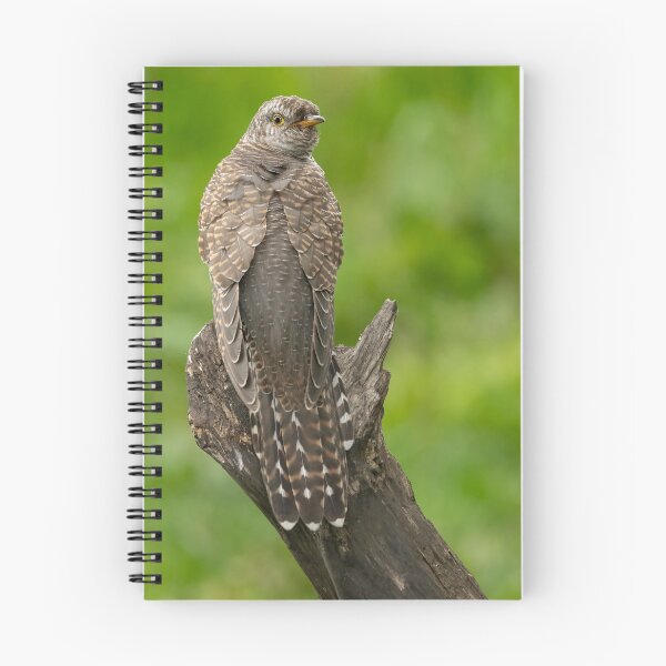Item preview, Juvenile Cuckoo designed and sold by JLP ARTWORKS.