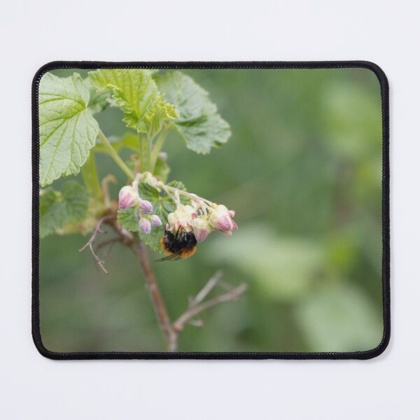 Item preview, Tawny Mining Bee designed and sold by Calidris Fotografie Steffi & Ben Köppler.