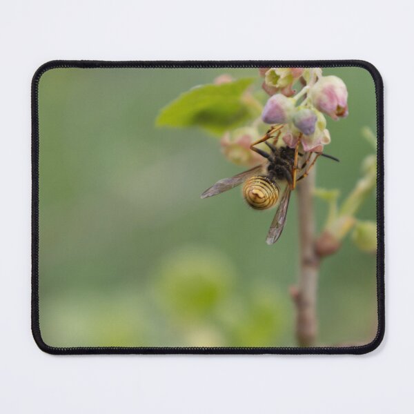 Item preview, Common Wasp designed and sold by Calidris Fotografie Steffi & Ben Köppler.