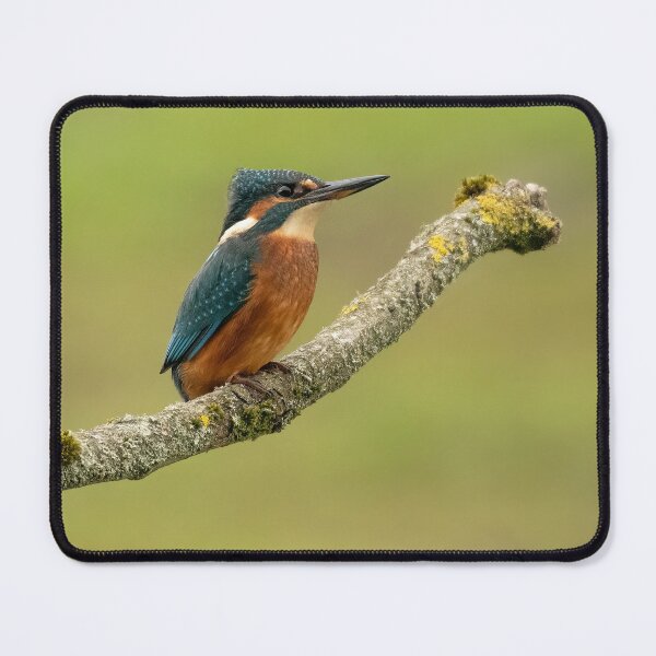 Item preview, Juvenile Kingfisher perching over Hollingworth Lake designed and sold by JLP ARTWORKS.