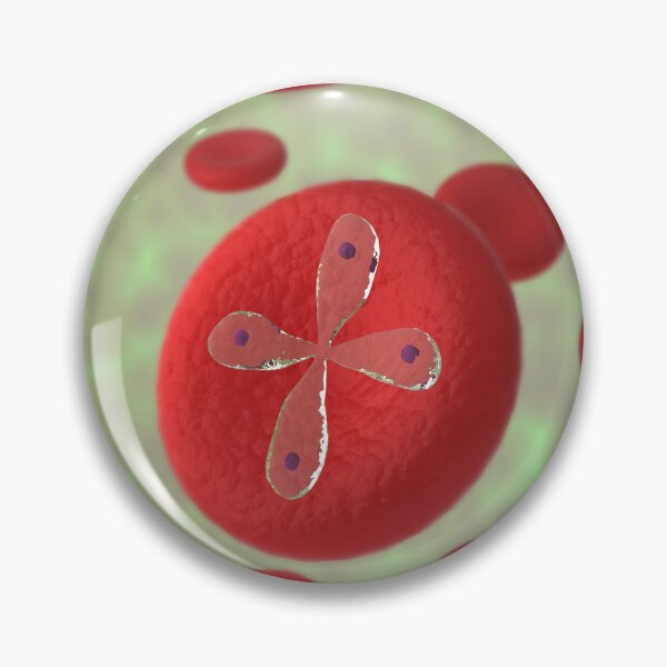 Item preview, STK701572H-Babesia parasties infecting red blood cells. designed and sold by StocktrekImages.