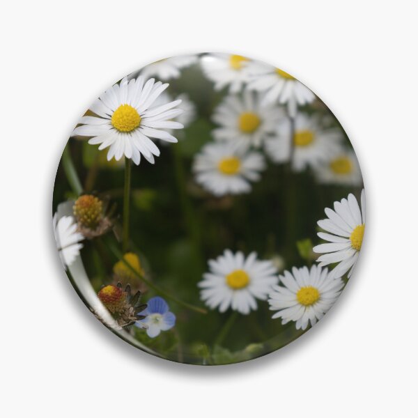Item preview, Daisies designed and sold by Calidris Fotografie Steffi & Ben Köppler.