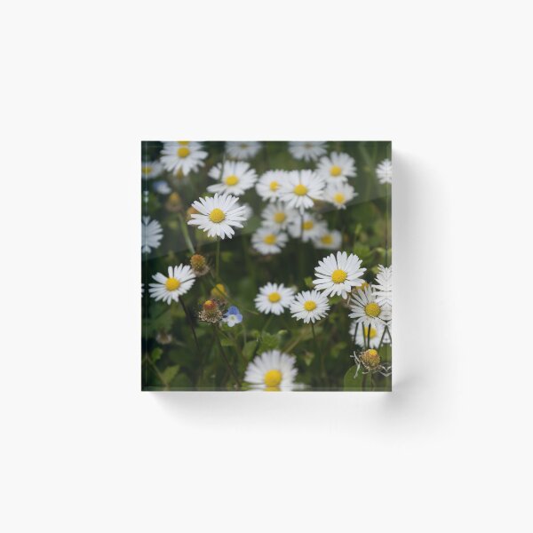 Item preview, Daisies designed and sold by Calidris Fotografie Steffi & Ben Köppler.
