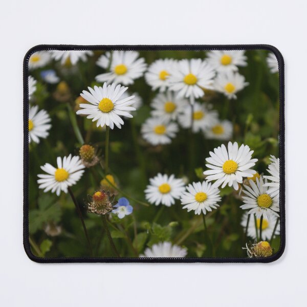 Item preview, Daisies designed and sold by Calidris Fotografie Steffi & Ben Köppler.