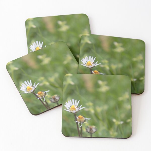 Item preview, Daisies designed and sold by Calidris Fotografie Steffi & Ben Köppler.