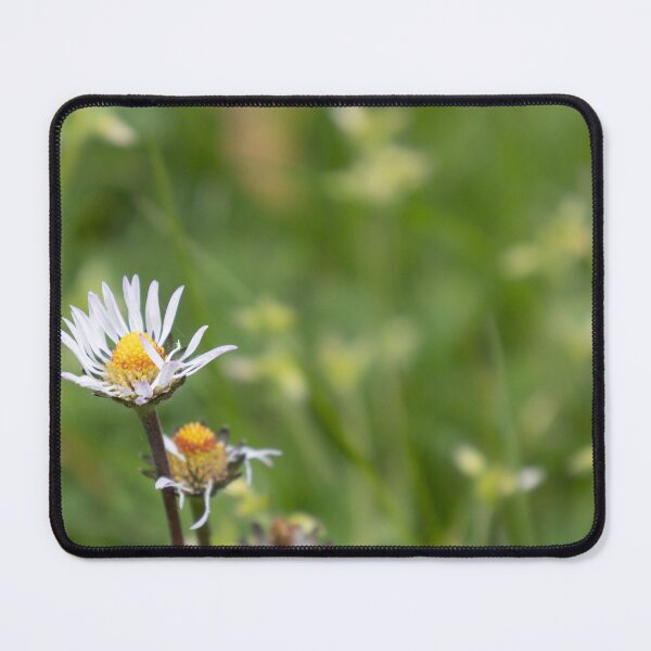 Item preview, Daisies designed and sold by Calidris Fotografie Steffi & Ben Köppler.