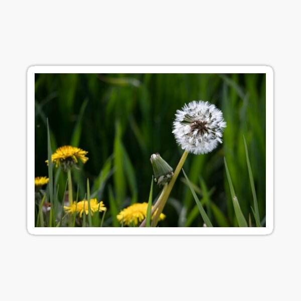 Item preview, Blowball designed and sold by Calidris Fotografie Steffi & Ben Köppler.