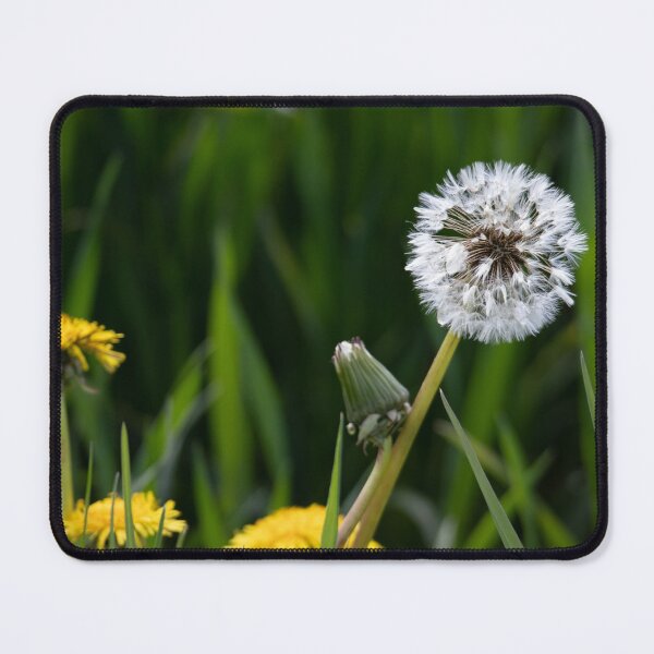 Item preview, Blowball designed and sold by Calidris Fotografie Steffi & Ben Köppler.