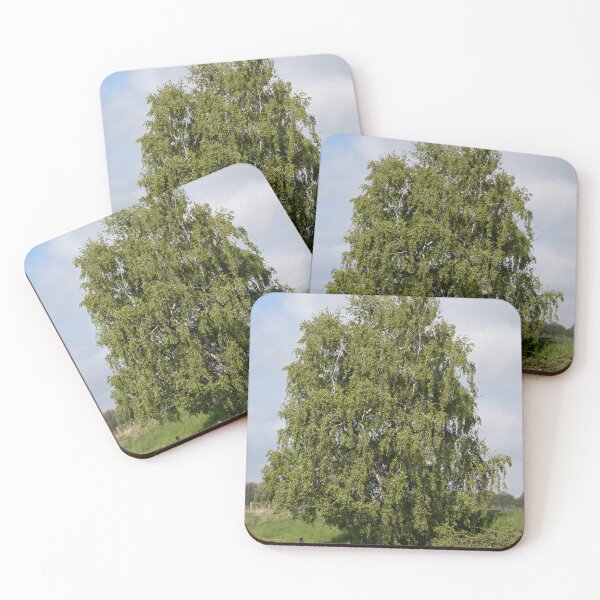 Item preview, silver birch designed and sold by Calidris Fotografie Steffi & Ben Köppler.