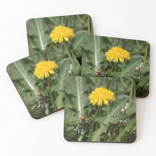 Item preview, Dandelion designed and sold by Calidris Fotografie Steffi & Ben Köppler.