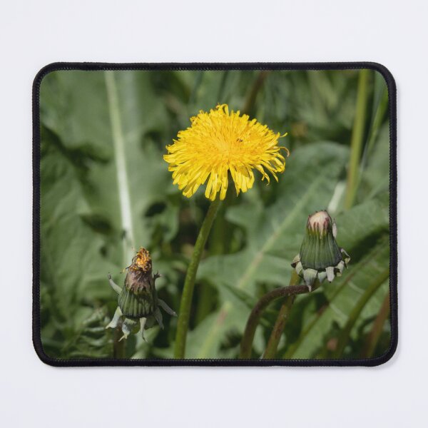 Item preview, Dandelion designed and sold by Calidris Fotografie Steffi & Ben Köppler.