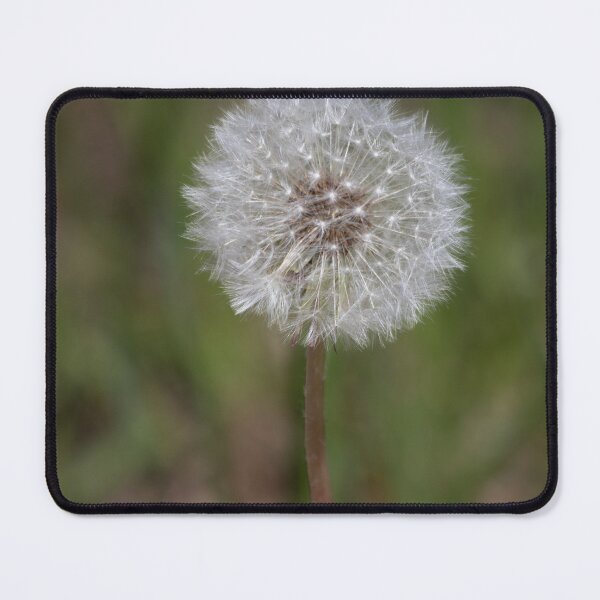 Item preview, Blowball designed and sold by Calidris Fotografie Steffi & Ben Köppler.