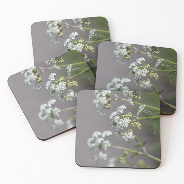 Item preview, Wild Chervil designed and sold by Calidris Fotografie Steffi & Ben Köppler.