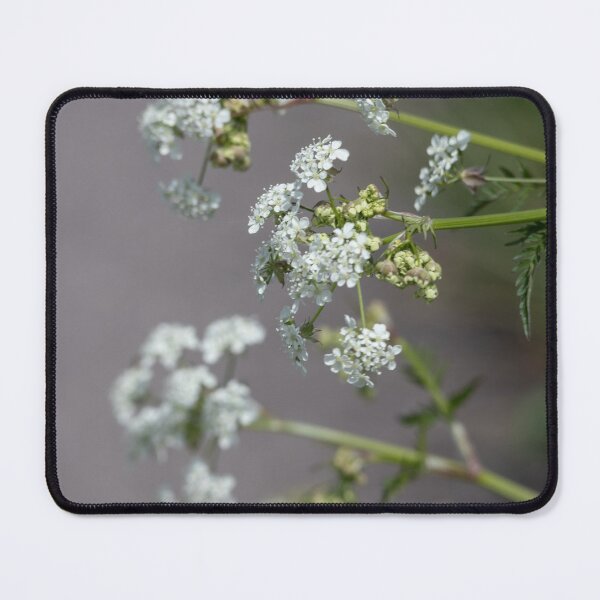 Item preview, Wild Chervil designed and sold by Calidris Fotografie Steffi & Ben Köppler.