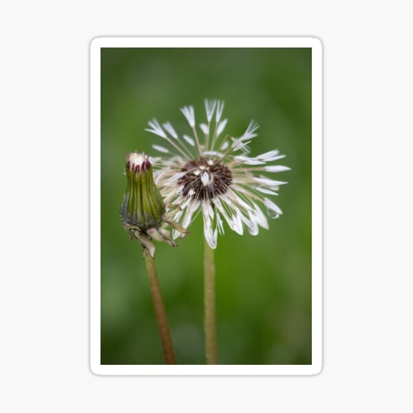 Item preview, Wet Blowball designed and sold by Calidris Fotografie Steffi & Ben Köppler.