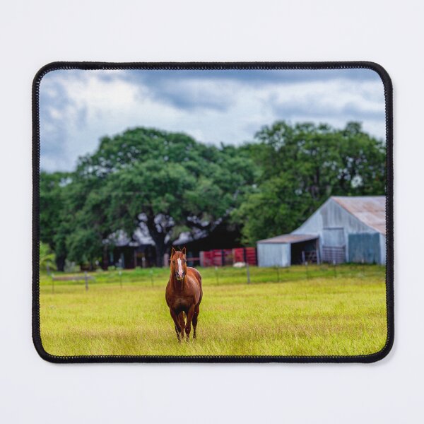 Item preview, Horse standing in front of barn designed and sold by noblephoto.