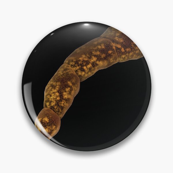 Item preview, STK701595H-An Echinococcus parasite designed and sold by StocktrekImages.