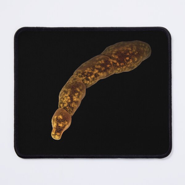 Item preview, STK701595H-An Echinococcus parasite designed and sold by StocktrekImages.