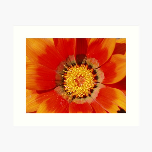 Red Flower Art Print