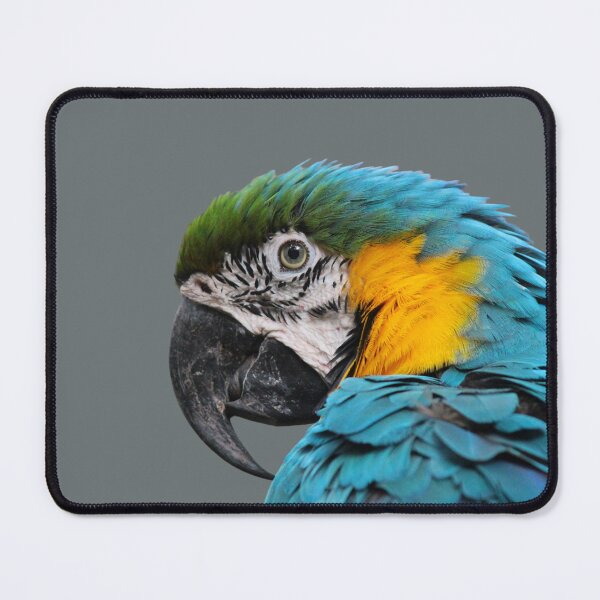Item preview, Pacha, blue-and-yellow macaw designed and sold by FIWY.