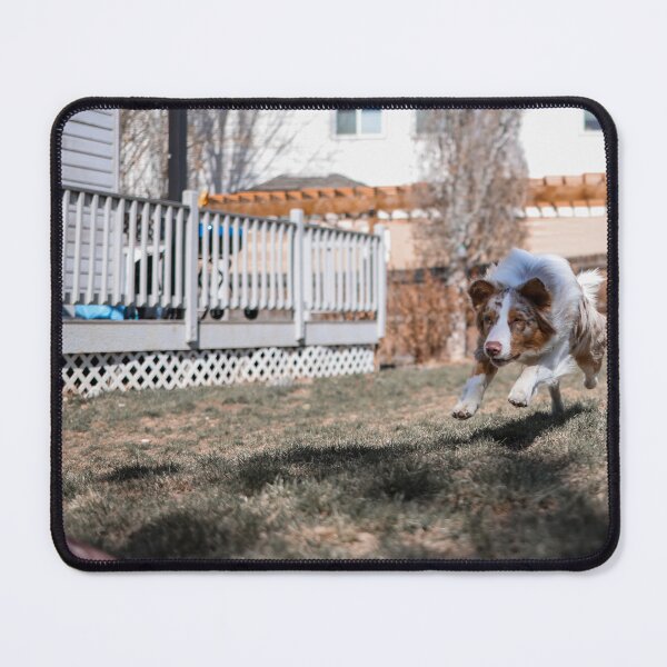 Item preview, Australian Shepherd Sprinting after Toy designed and sold by kenedyraemedia.