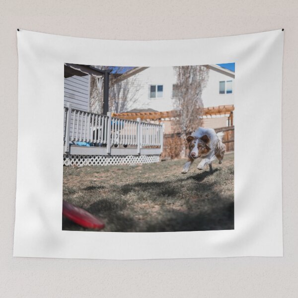 Item preview, Australian Shepherd Sprinting after Toy designed and sold by kenedyraemedia.