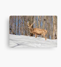 King of the Hill Metal Print