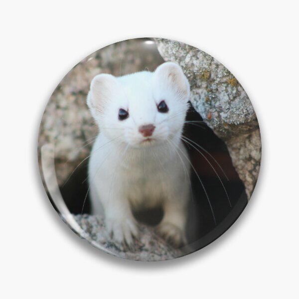 Item preview, Curious Ermine designed and sold by AmazingAmanda42.