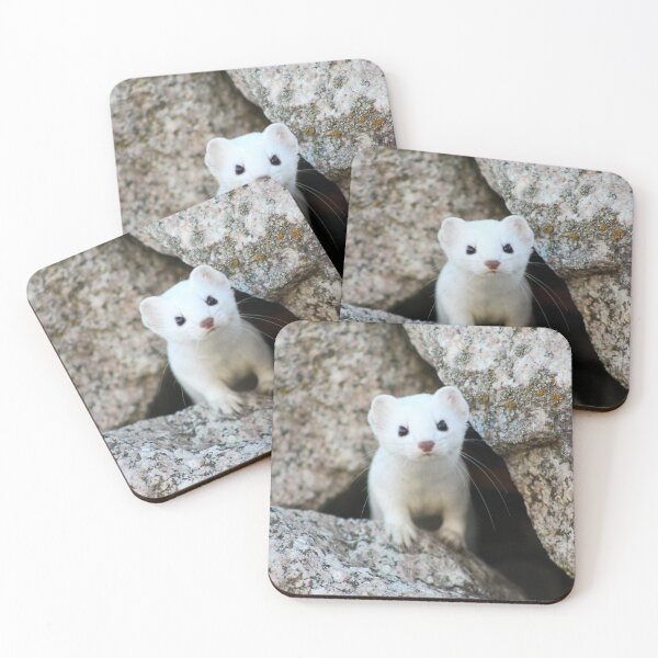 Item preview, Curious Ermine designed and sold by AmazingAmanda42.