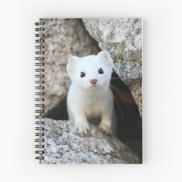 Item preview, Curious Ermine designed and sold by AmazingAmanda42.