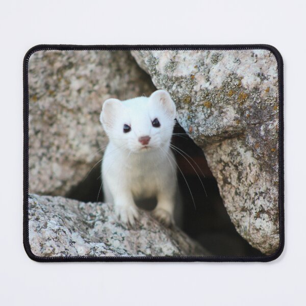 Item preview, Curious Ermine designed and sold by AmazingAmanda42.