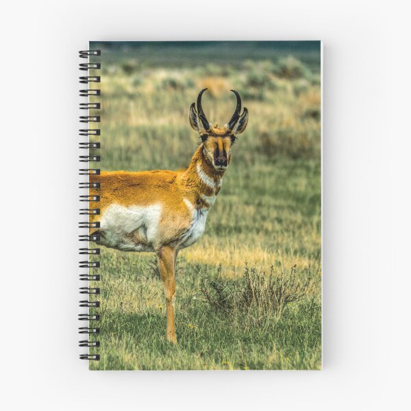Item preview, Antelope (Pronghorn) in the Red Rocks Lakes National Wildlife Refuge designed and sold by Bryan Spellman.