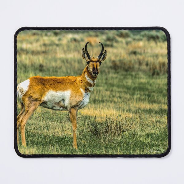 Item preview, Antelope (Pronghorn) in the Red Rocks Lakes National Wildlife Refuge designed and sold by Bryan Spellman.