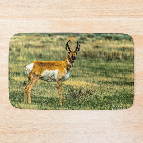 Item preview, Antelope (Pronghorn) in the Red Rocks Lakes National Wildlife Refuge designed and sold by Bryan Spellman.