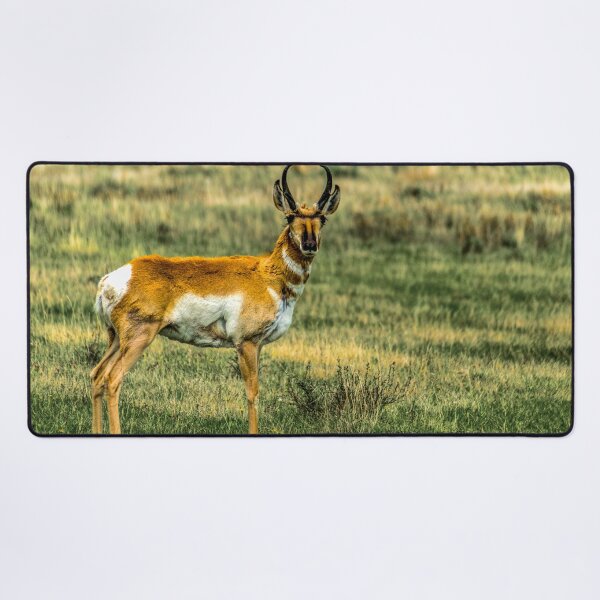 Item preview, Antelope (Pronghorn) in the Red Rocks Lakes National Wildlife Refuge designed and sold by Bryan Spellman.