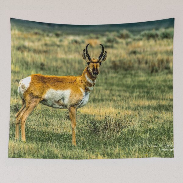 Item preview, Antelope (Pronghorn) in the Red Rocks Lakes National Wildlife Refuge designed and sold by Bryan Spellman.