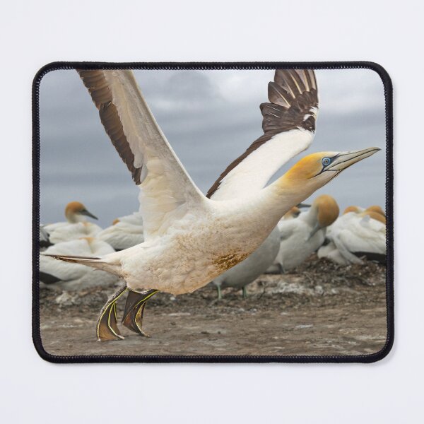 Item preview, Gannet Colony at Cape Kidnappers 2 designed and sold by Alex Preiss.