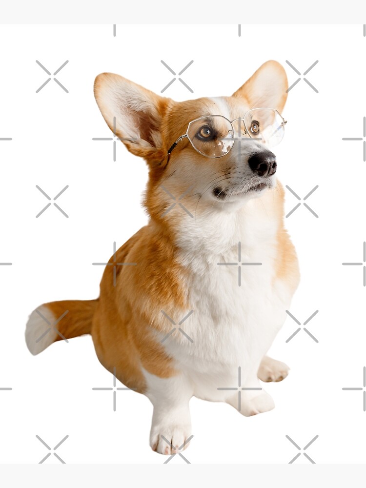 Pembroke Welsh Corgi Wearing Glasses Poster
