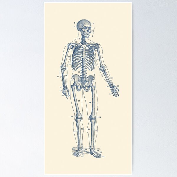 Item preview, Forward Facing Skeletal Diagram designed and sold by VAposters.