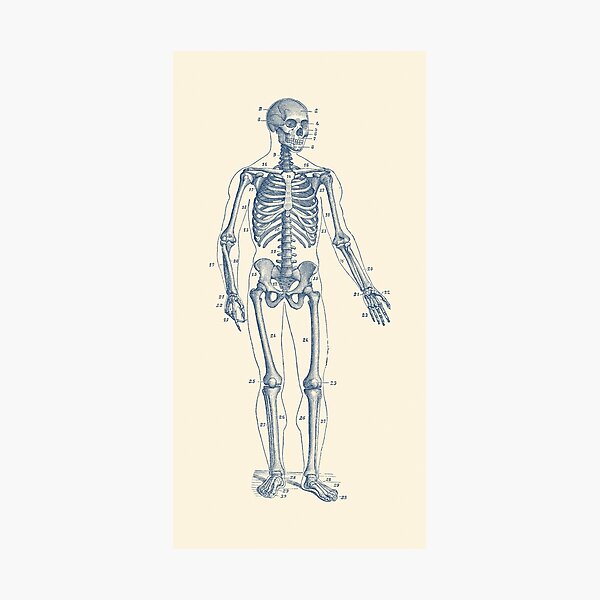Item preview, Forward Facing Skeletal Diagram designed and sold by VAposters.