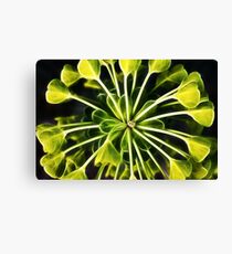 Euphorbia - fractal Leinwanddruck