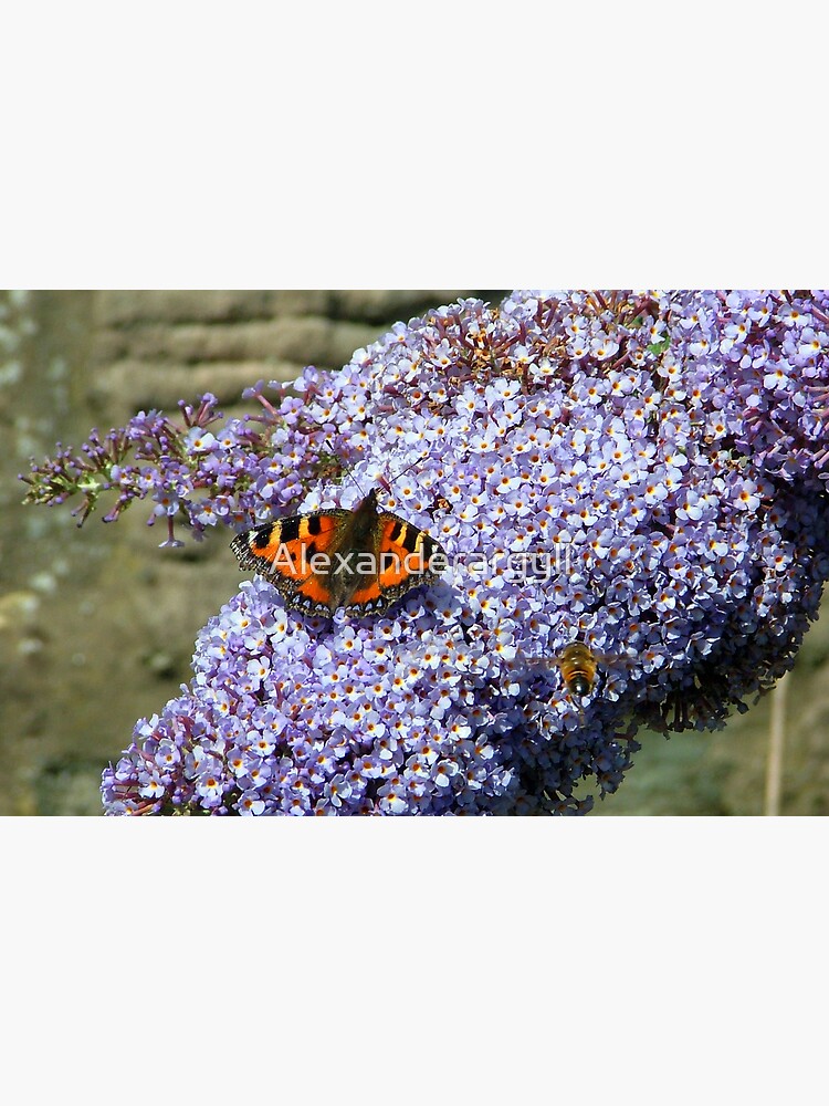 Butterfly2# by Alexanderargyll
