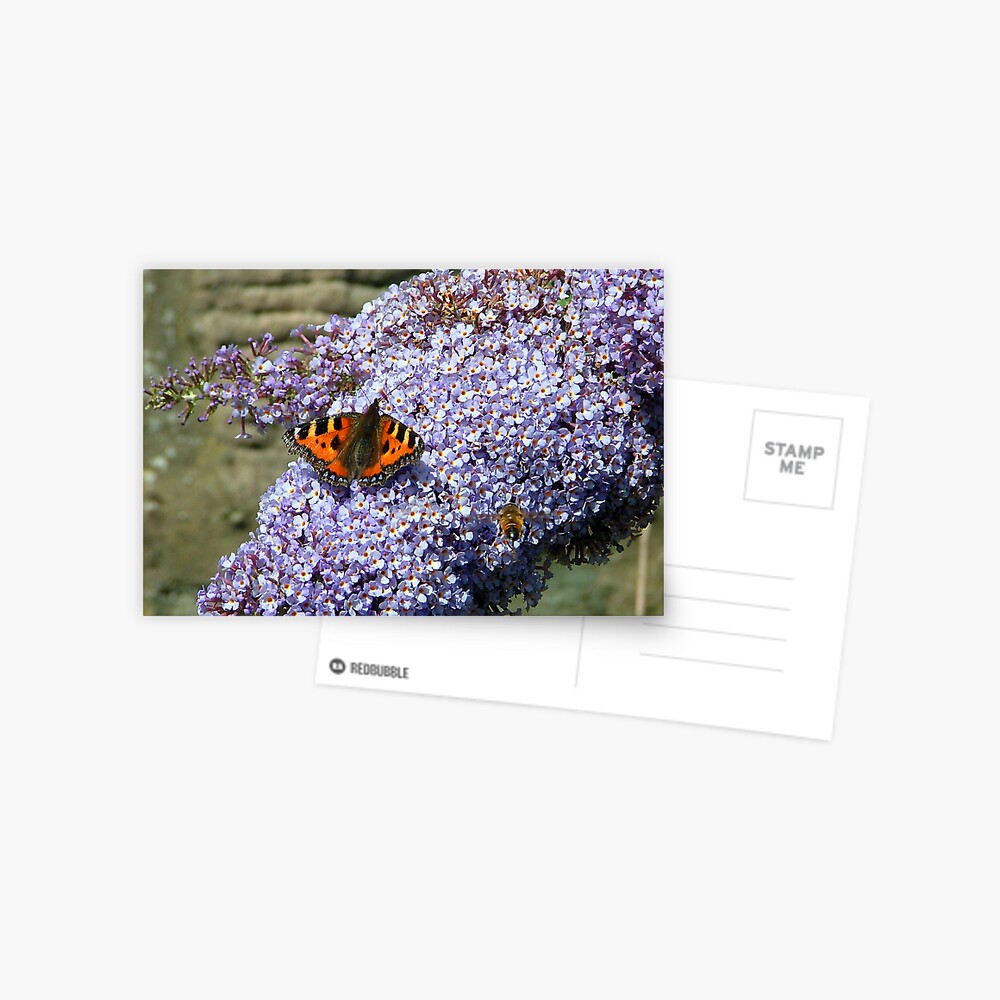 Butterfly2# Postcard