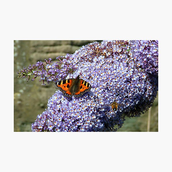 Butterfly2# Photographic Print