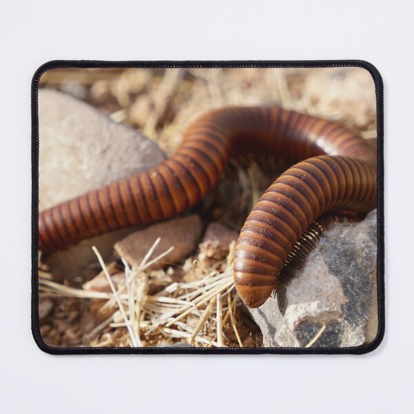 Item preview, Desert Millipede designed and sold by Raulworks.