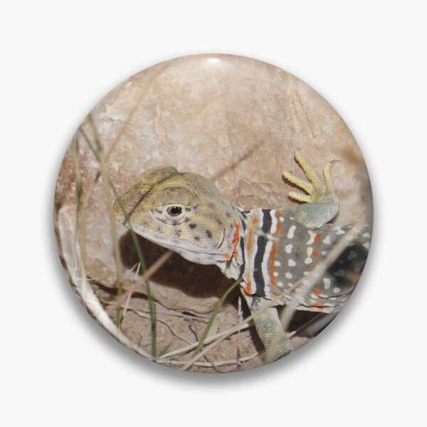 Item preview, Common Collared Lizard designed and sold by Raulworks.