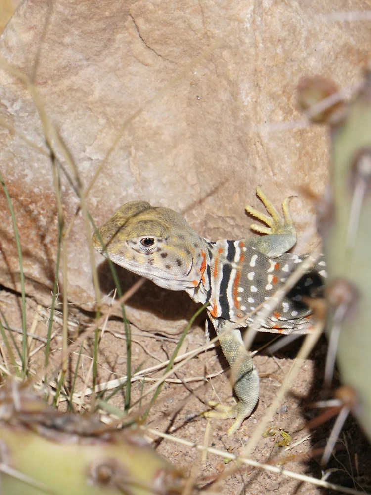 Thumbnail 4 of 4, Samsung Galaxy Phone Case, Common Collared Lizard designed and sold by Raulworks.
