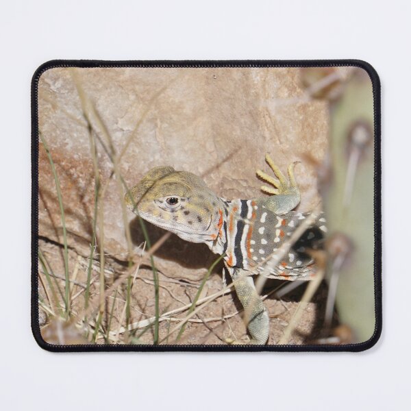 Item preview, Common Collared Lizard designed and sold by Raulworks.
