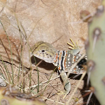 Artwork thumbnail, Common Collared Lizard by Raulworks